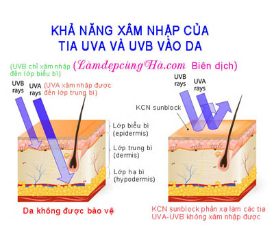 Sự hấp thụ UVA-UVB của da và hoạt động của kem chống nắng